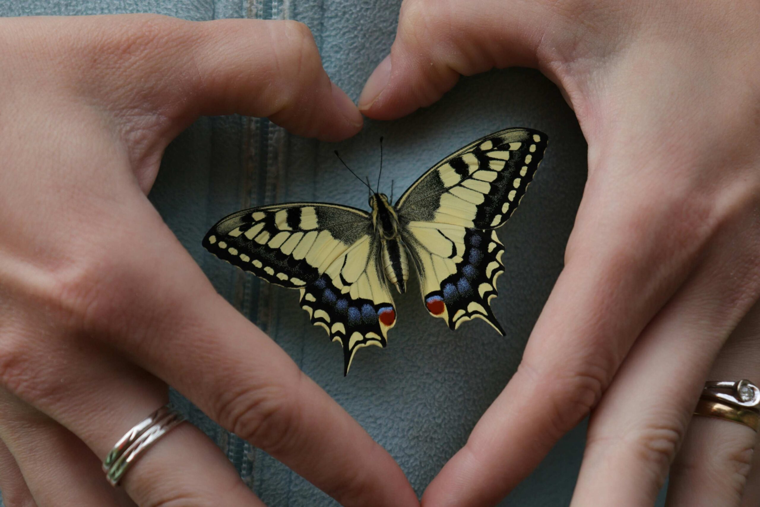 Metamorfosis Consciente